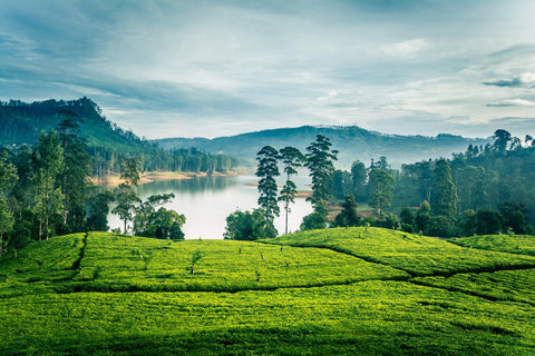 Nuwara Eliya - La pequeña Inglaterra de Sri Lanka  - Basilur Tea Chile