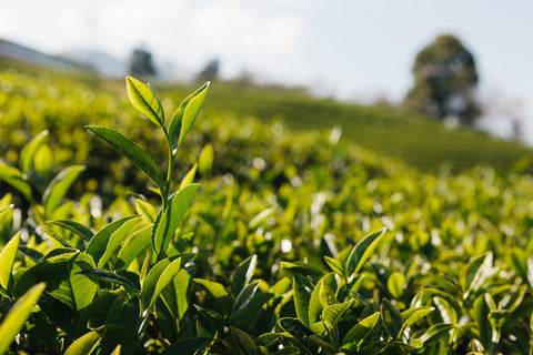 ¿Qué es el té de Ceylon? - Basilur Tea Chile
